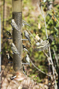 Pine Siskins