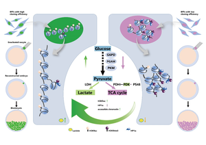 Model of transforming low cloning efficiency buffalo fetal fibroblasts (BFFs) to high cloning efficiency BFFs