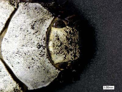 Stereo-microscope Picture of the Two Beetle Cyphochilus and Lepidiota stigma