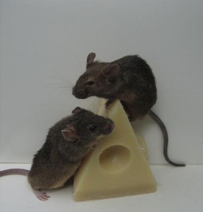 Mice Cloned from Adult Skin Stem