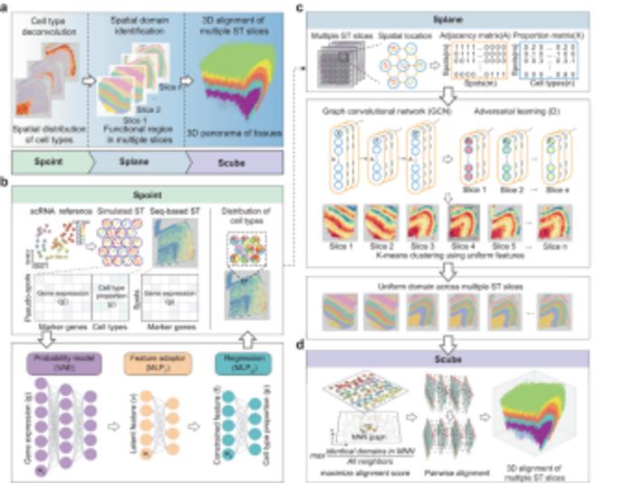 USTC Develops a New Deep-learning-based Analysis Toolkit for Spatial Transcriptomics