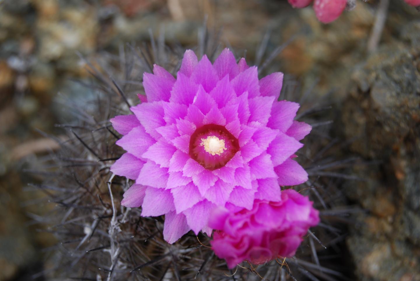 <em>Eriosyce chilensis</em>