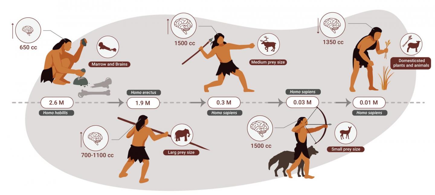 Carnivore Behavior, Ecology, and Evolution