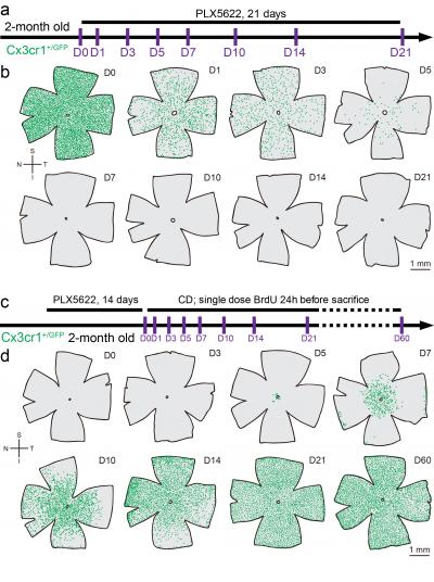 Figure 2. CSF1R Inhibition Rapidly Depleted all Retinal Microglia