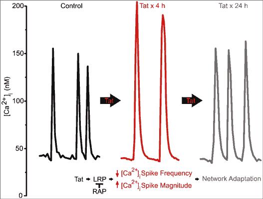 Tat Alters the Excitability of Networked Neurons