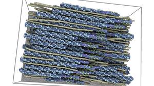 3D structure of the sarcomere showing thick and thin filaments.