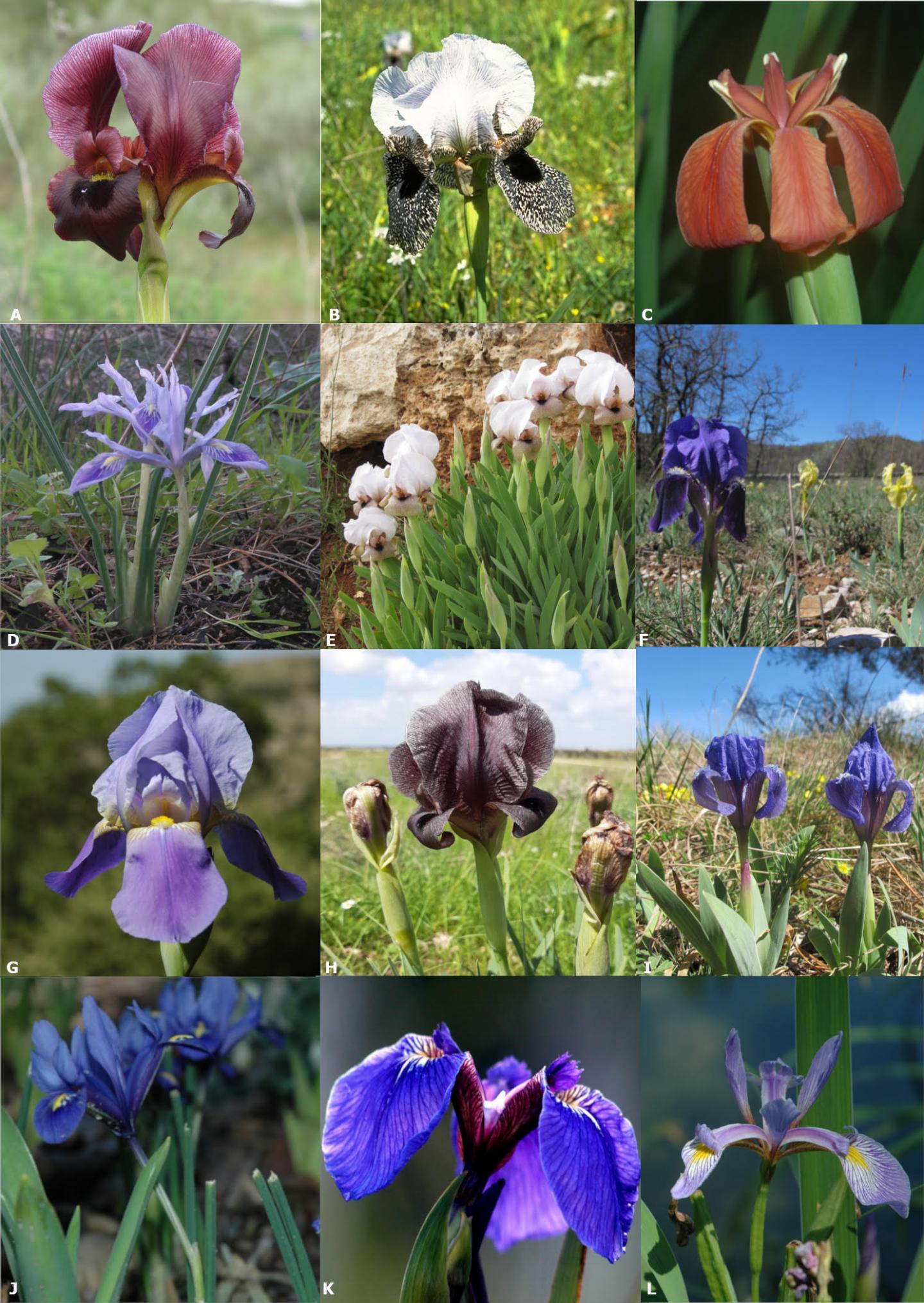 Diversity of irises