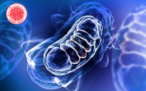 Mitochondrial Evaluation Workshop: Bridging Theory and Practice