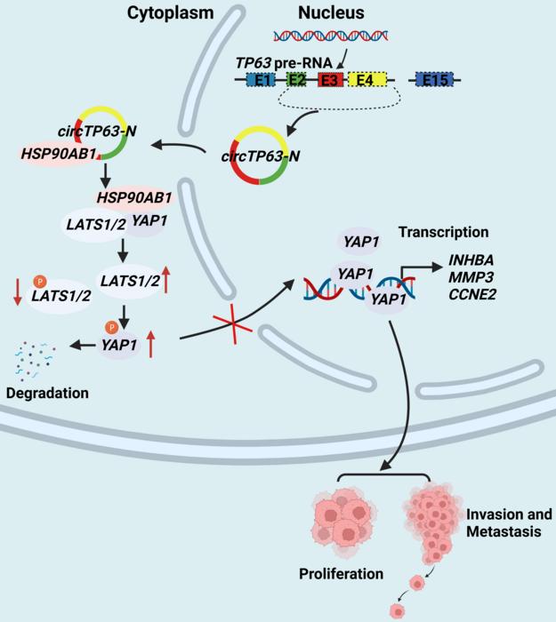 Schematic Diagram of circTP63-N Suppressing Malignant Phenotypes of Nasopharyngeal Carcinoma