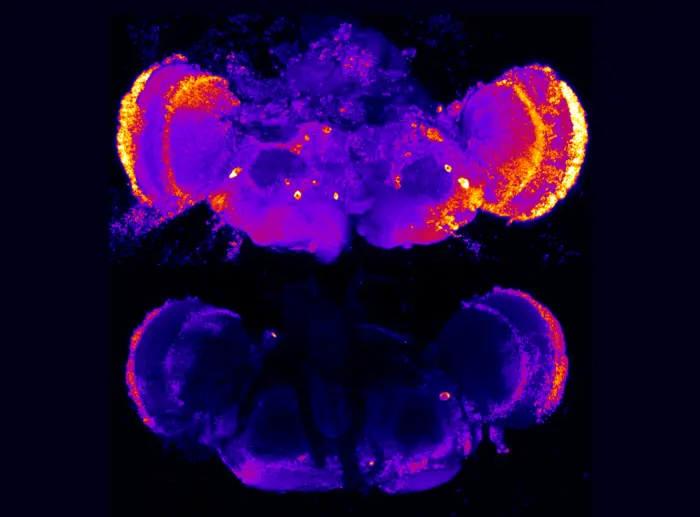 Drosophila brain with presenilin deficits and rescued brain