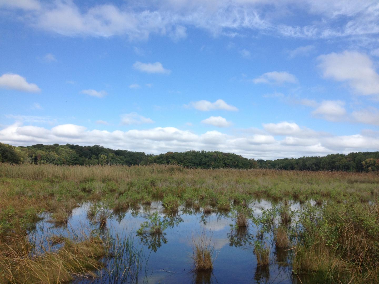 Kirkpatrick Marsh