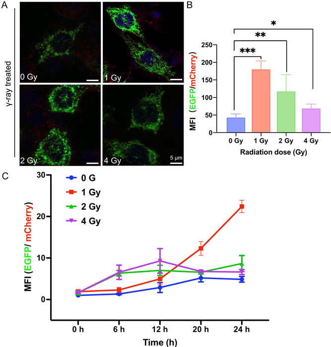 New Study Reveals the Relationship Between Mitochondrial Processes and Apoptosis