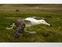 Wandering Albatross Taking off for the Sea with a Centurion Tag