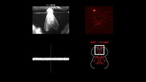 Imaging neural activity in singing flies