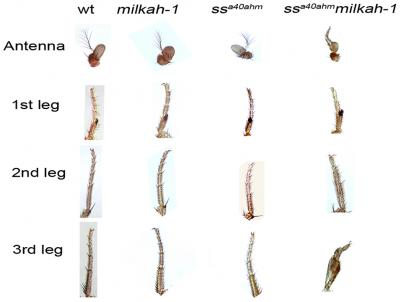 Wild Type and Mutant Leg and Antenna Phenotypes