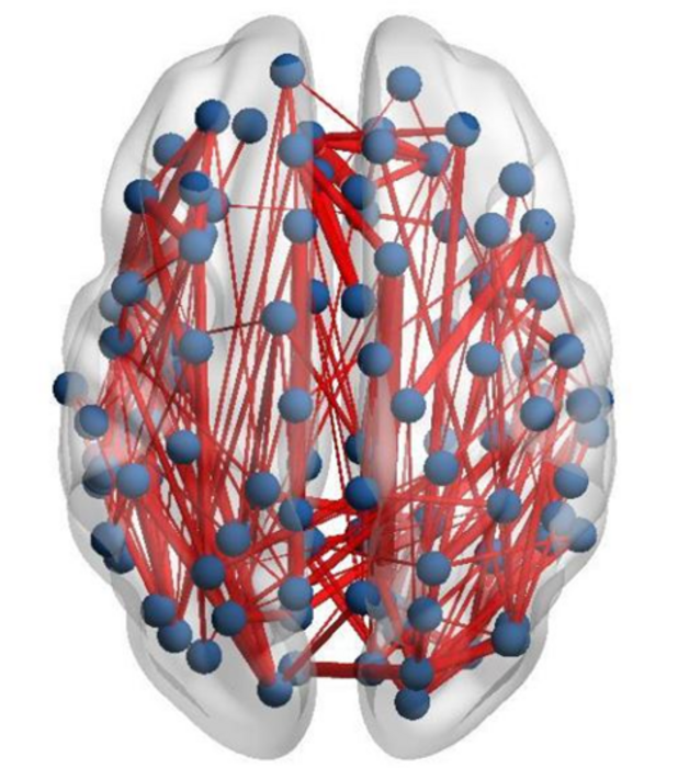 Científicos descubren la estructura del cerebro adulto