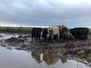 Agricultural pollution