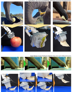 Comparison of how elephants and the gripper grip various objects