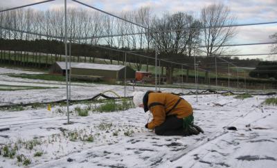 Laura J. Martin, Cornell University