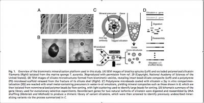 Process of Synthesizing Silica through Directed Evolution of Silicatein Proteins