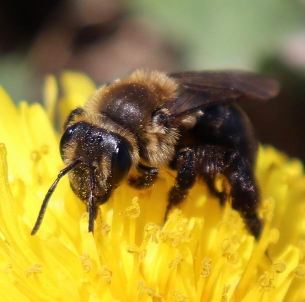 Nesting Bee, <Em>Andrena vicinia</em>, Pollinating a Yellow Flower