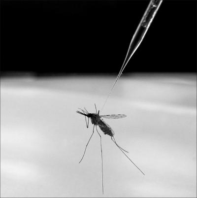 Mosquitoes Draw Boundaries at the Gut (1 of 2)