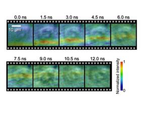 Images of an underwater shock wave moving through a HeLa cell