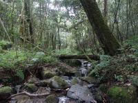 South Africa's Indigenous Forests