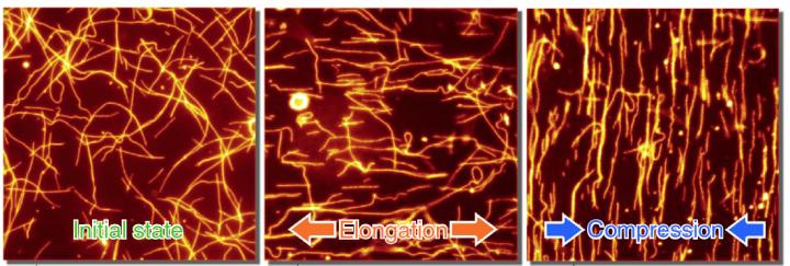 Change in Direction of Microtubules upon Deformation of Pdms