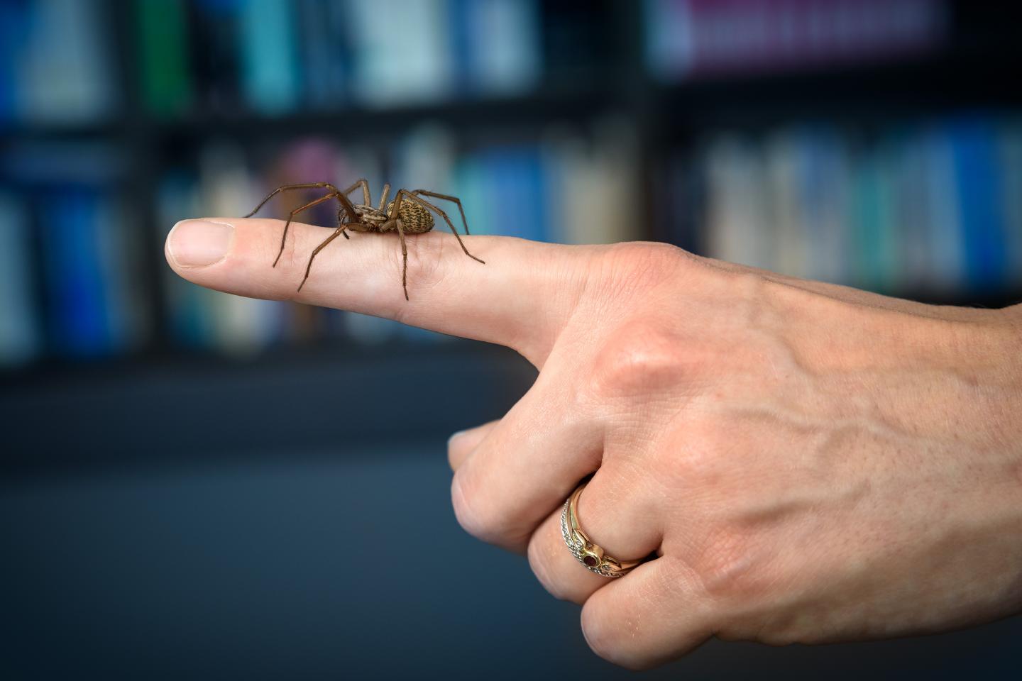 Spider on a Finger
