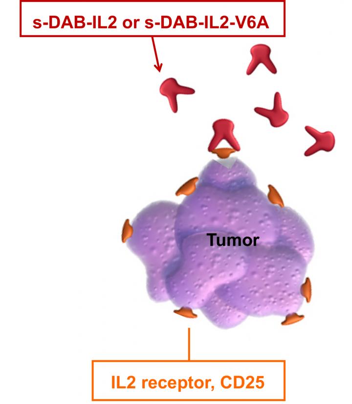 T Cell Lymphomas
