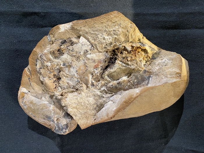 The 380-million-year old heart fossil