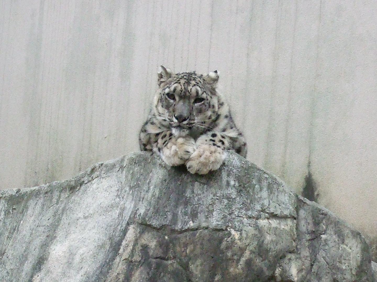 Snow leopard at Kobe Oji Zoo. Credit Kodzue Kinoshita