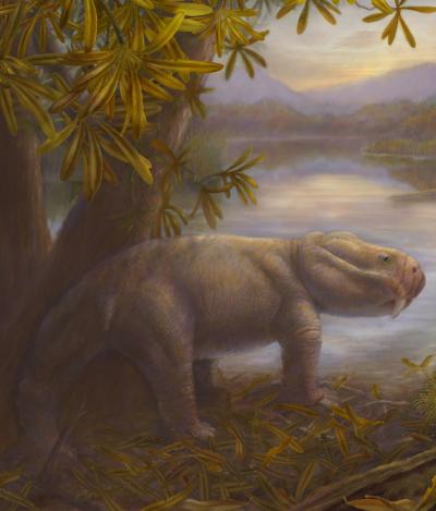 Prehistoric Dicynodont <i>Dicynodon</i>