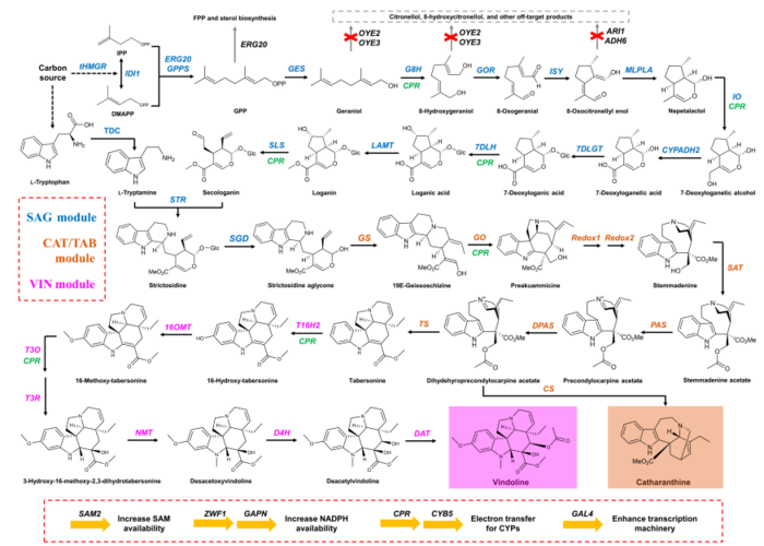 Complete biosynthesis of the precursors of vinblastine in Saccharomyces cerevisiae
