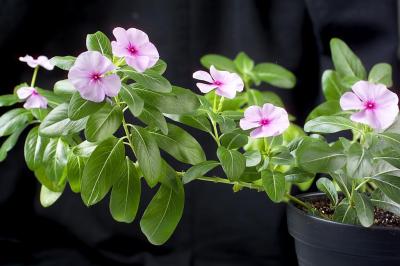 Madagascar Periwinkle