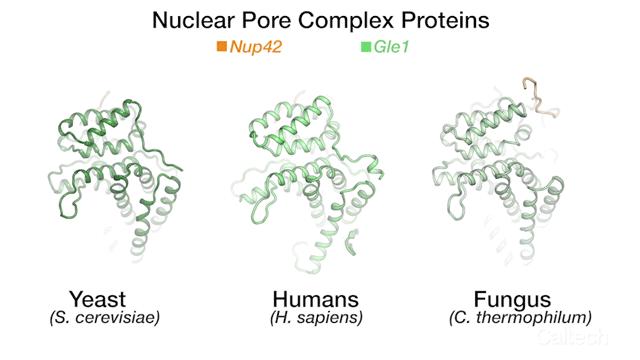 Nuclear Pore Complex Across Species