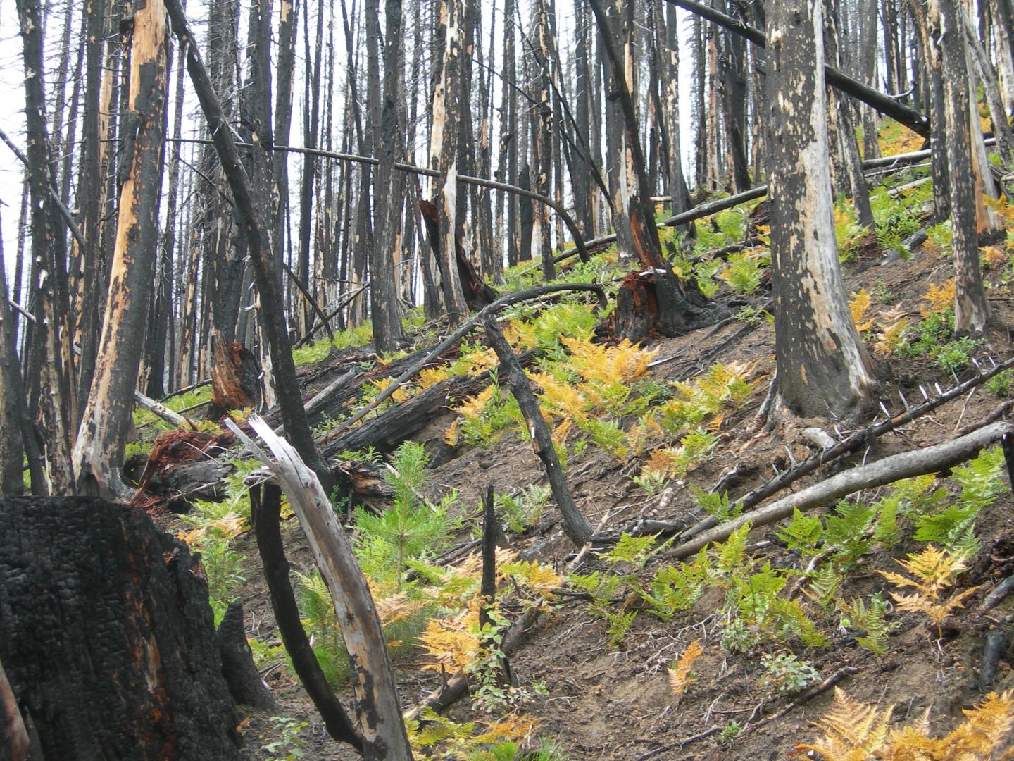 Ferns After a Forest Fire