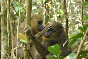 Mandrills teach their daughters good hygiene practices