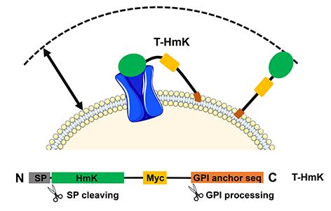 Tethered Toxin