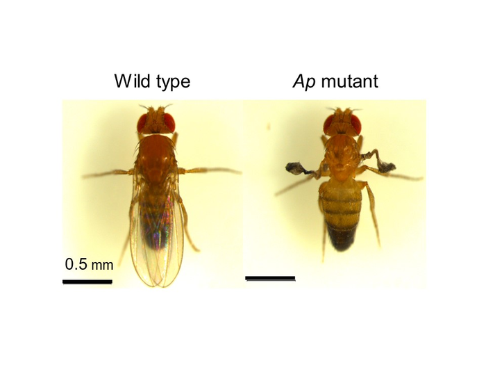Drosophila fruit fly and its Ap mutant.