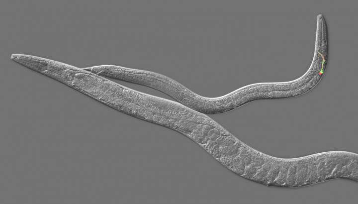 <em>C. Elegans</em> Adult Hermaphrodite and Male