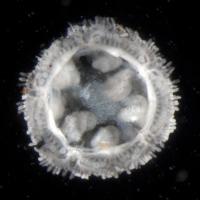 <I>Xyloplax</I> Embryos