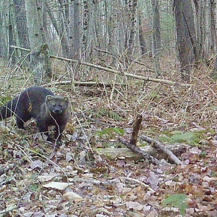 A fisher in Bear Brook State Park, New Hampshire