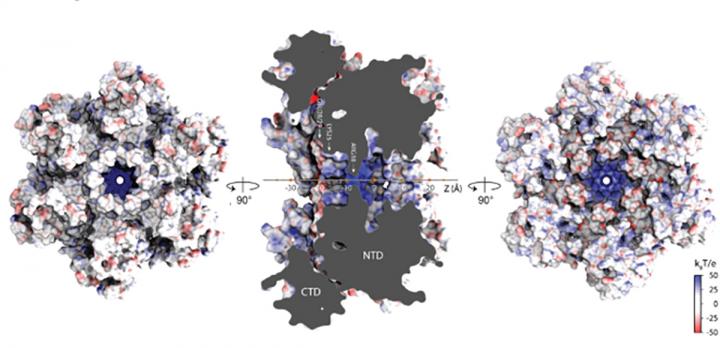Architecture of HIV-1 CA Hexameric Cavity
