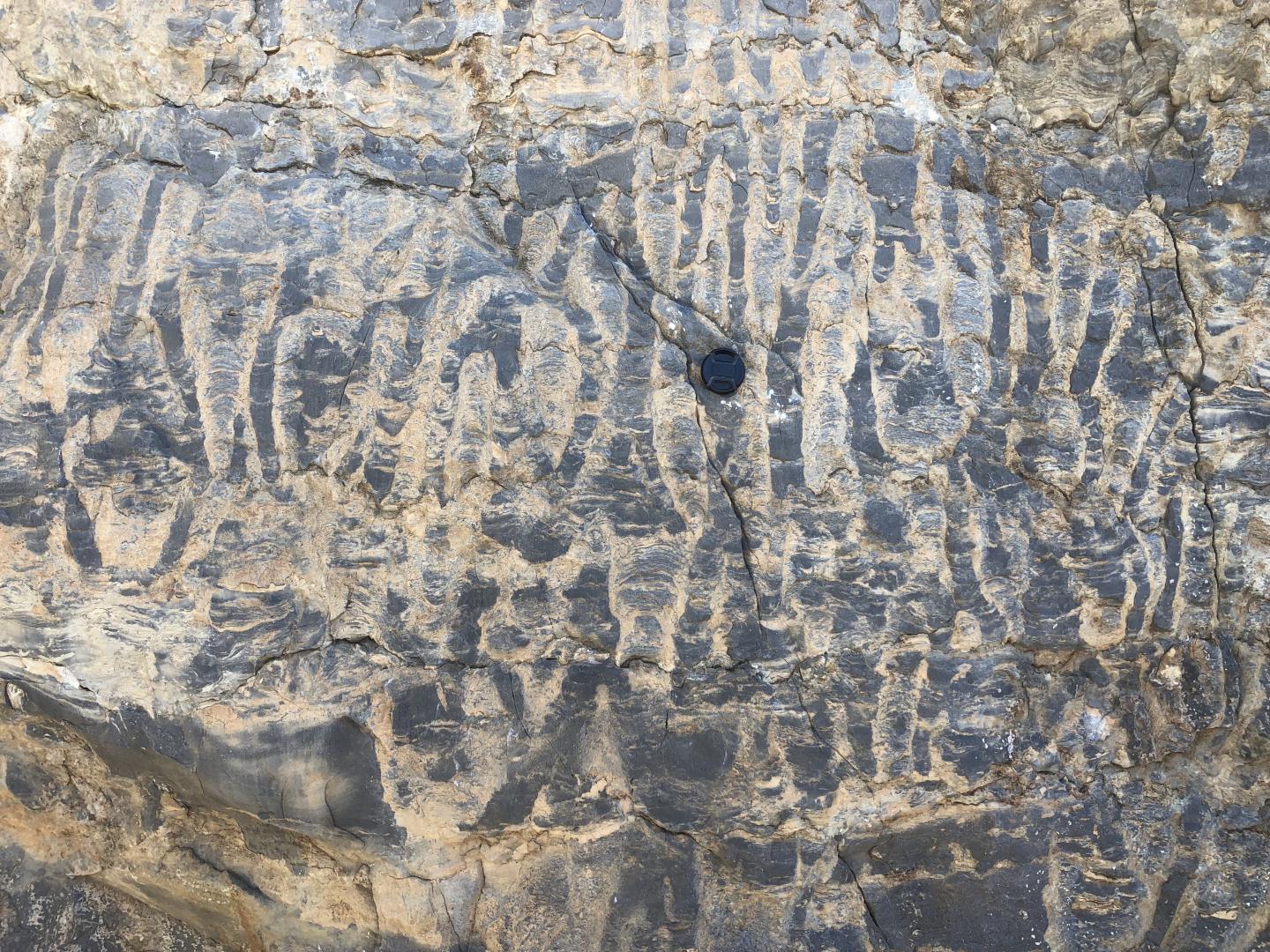 A 500-million-years-old Microbial Stromatolite from a Reef in Namibia