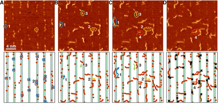 Fig. 1 Scanning tunneling microscopy (STM) snapshots of the carburized iron surface exposed to ethylene (C2H4) at room temperature. Video frames selected from the STM movie at 35, 245, 385, and 420 s.