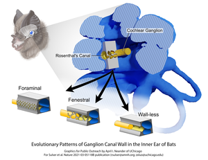 Evolutionary patterns of the inner ear of bats