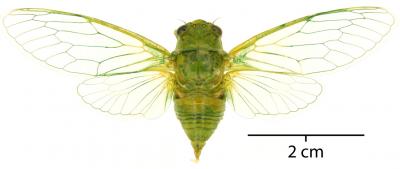 Male <i>Okanagana viridis</i> (2 of 2)