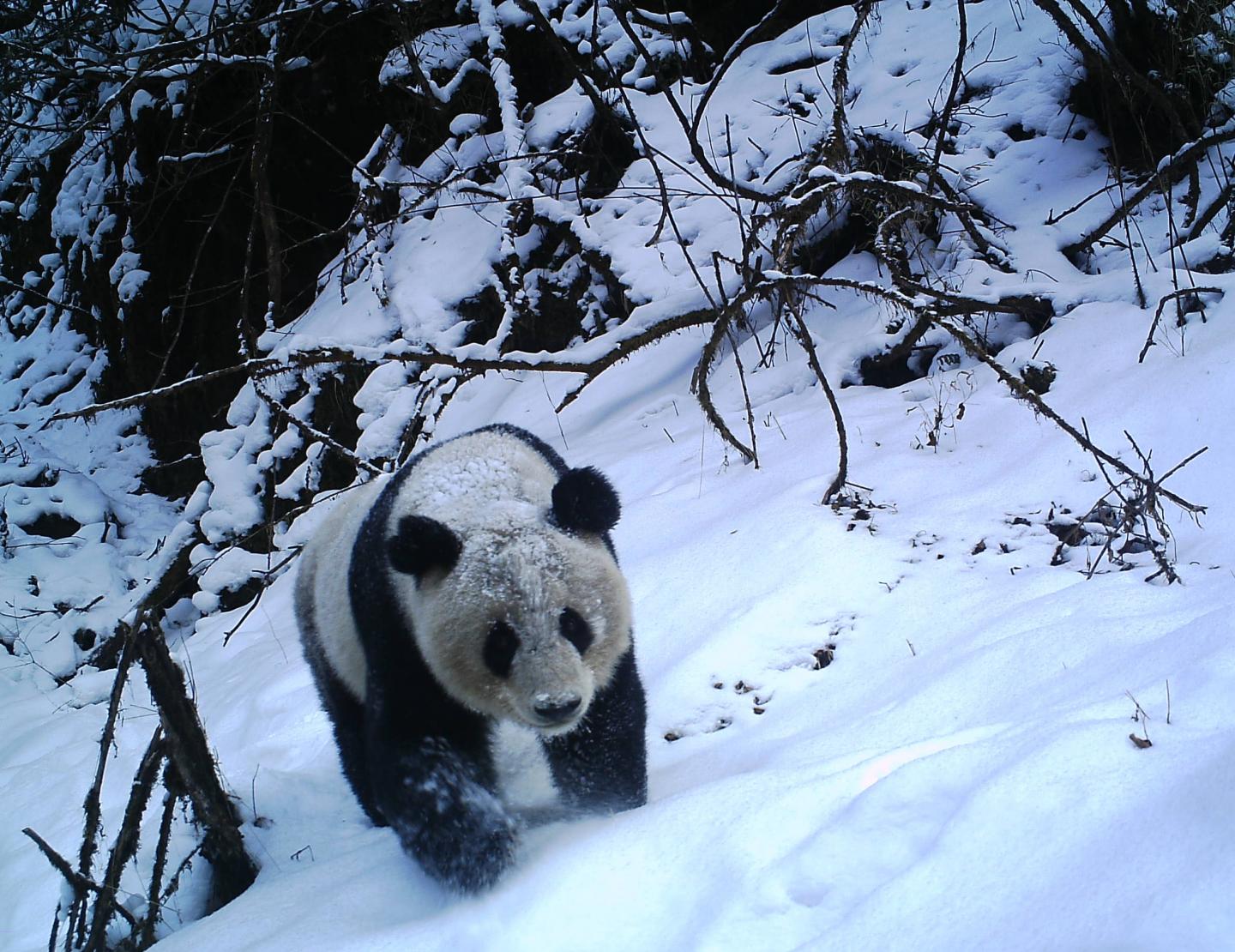 Panda through the Snow